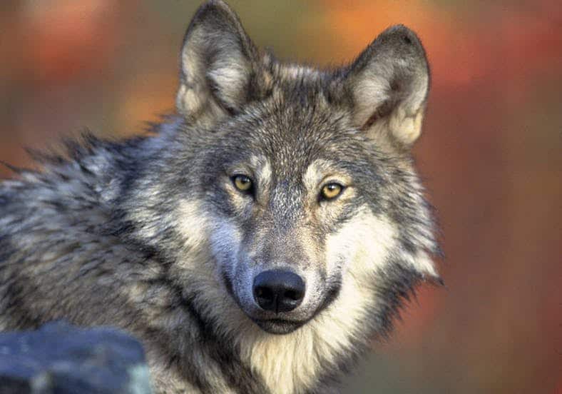 Management and Protection of Gray Wolves returns to States and Tribes Following Successful Recovery Efforts